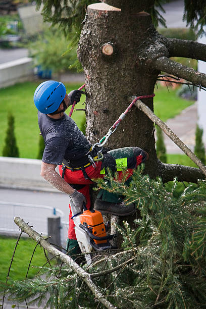 Best Arborist Consultation Services  in New Richmond, OH