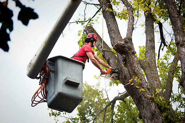 Trusted New Richmond, OH  Tree Services Experts