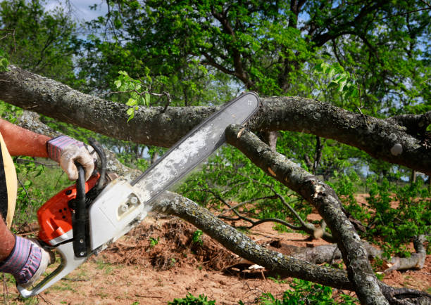 Best Hazardous Tree Removal  in New Richmond, OH